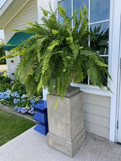🔥🔥Last Day 75% OFF--UV Resistant Lifelike Artificial Boston Fern
